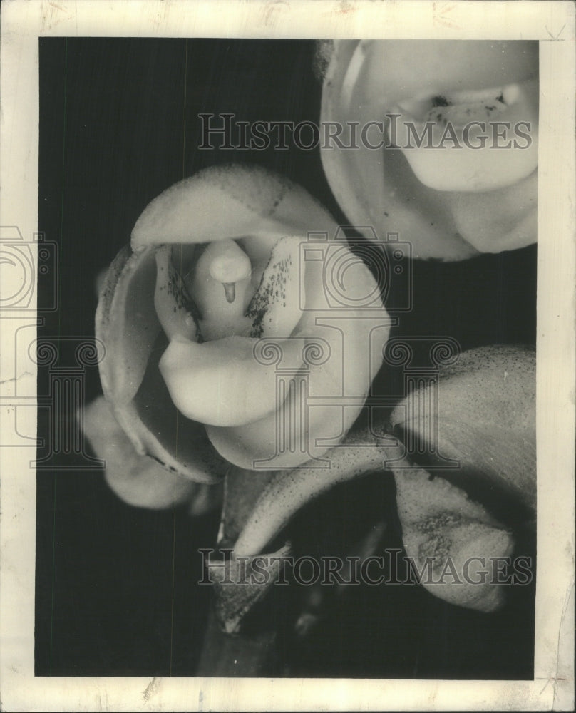 1934 Flowering Spray Blossom Orchid Holy - Historic Images