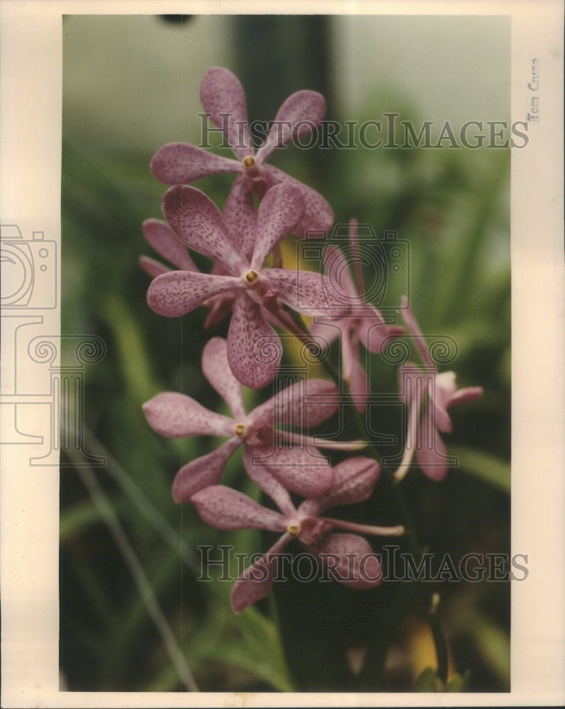 1991 Press Photo Orchids eccentric wealthy people - RRU71743 - Historic Images