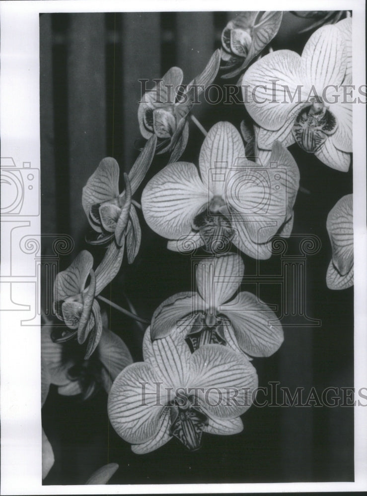 Chicago Botanic Garden Orchid flower plant  - Historic Images