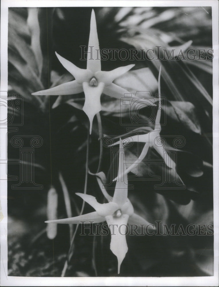 1955 Press Photo Christmas Star of Bethlehem Orchid - RRU71747 - Historic Images