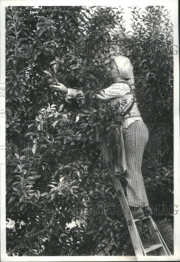 1978 Picking Apples Edwards Apple Orchard - Historic Images