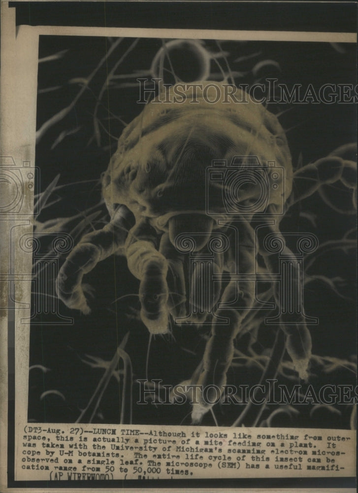 Press Photo Michigan Mite Scanning Electron Micrograph - Historic Images