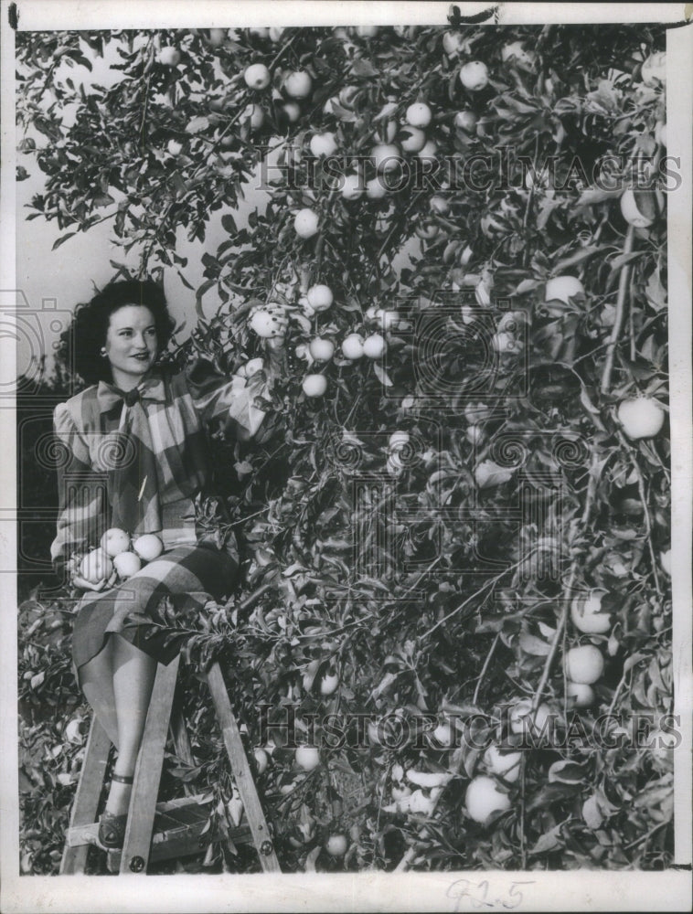 1947 Kansas Record Apple Harvest-Historic Images