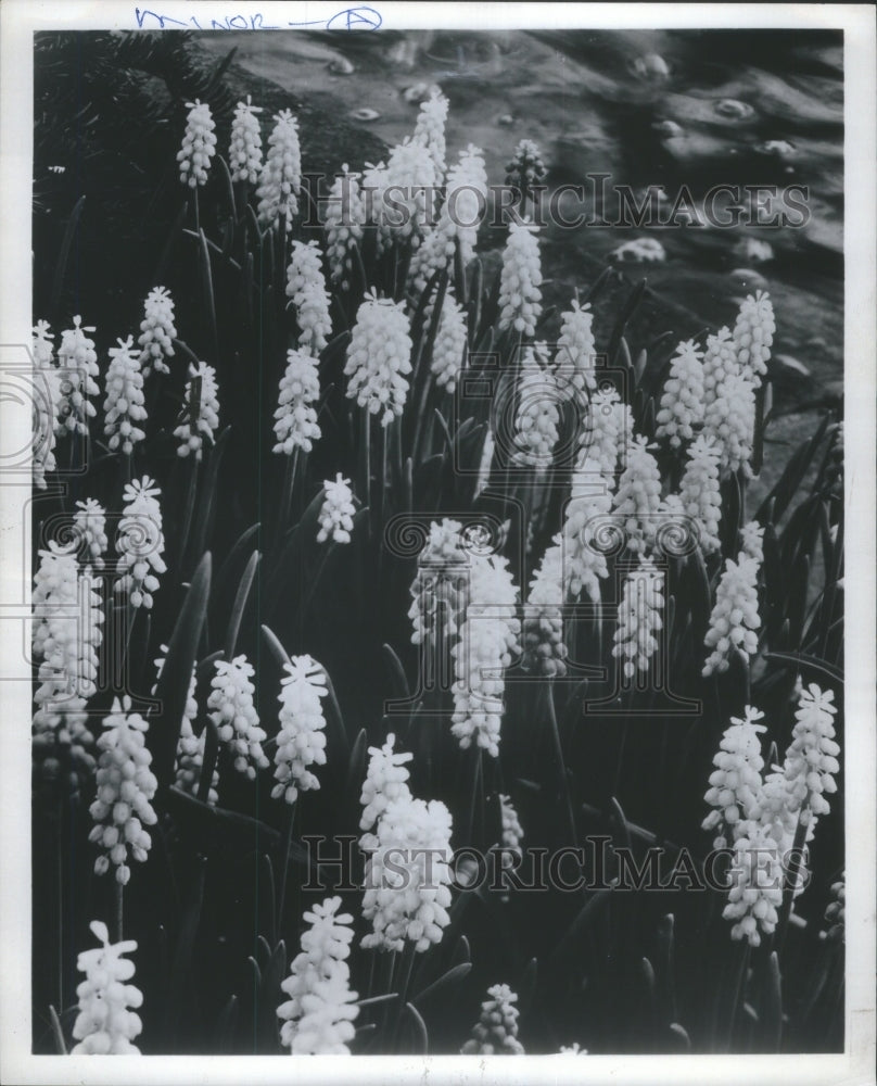 1980 Muscari, Grape Hyacinths - Historic Images