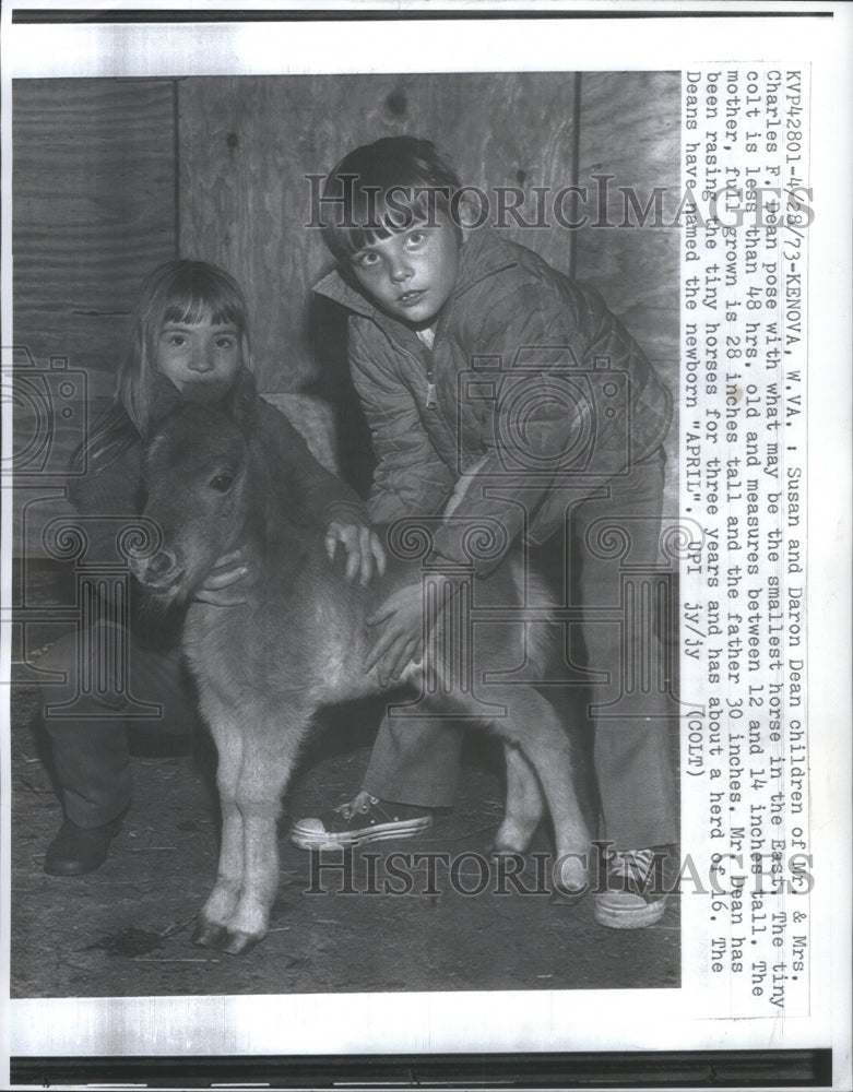 1973 Smallest Horse in the East - Historic Images