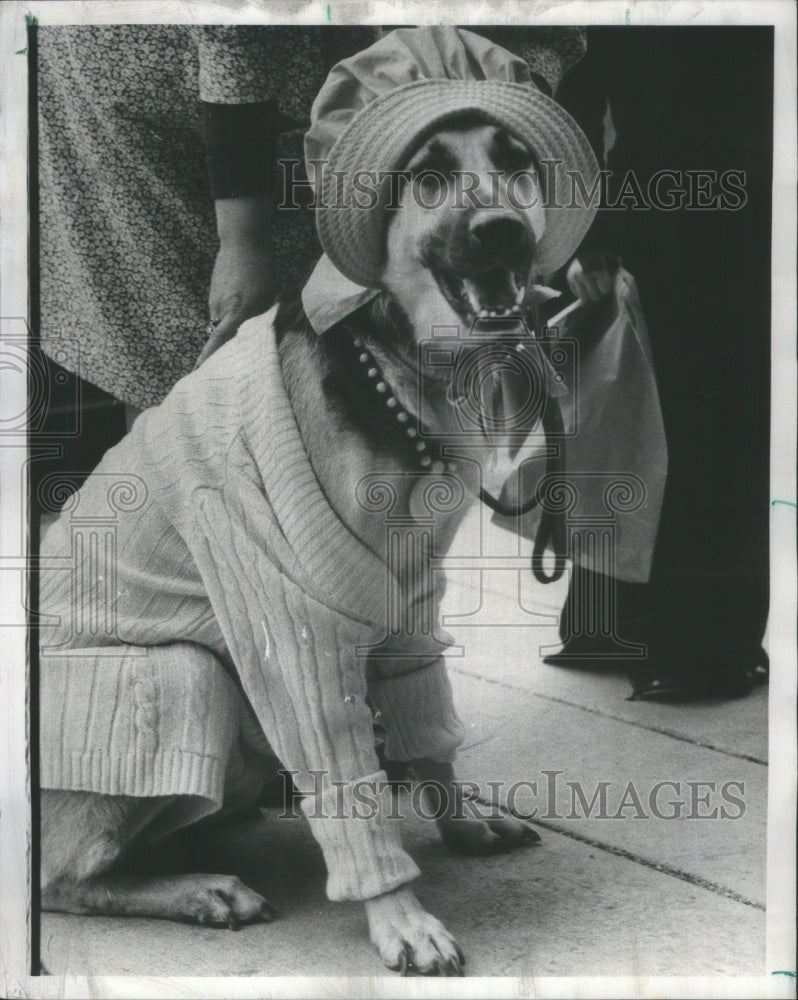 1975 Press Photo Park View Pet Shop Chicago Contessa - RRU76171 - Historic Images