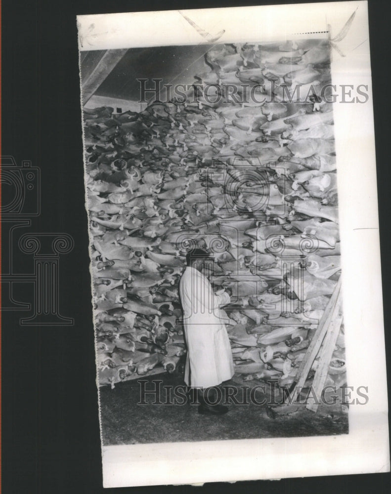 1961 West Berlin Pork Storage - Historic Images