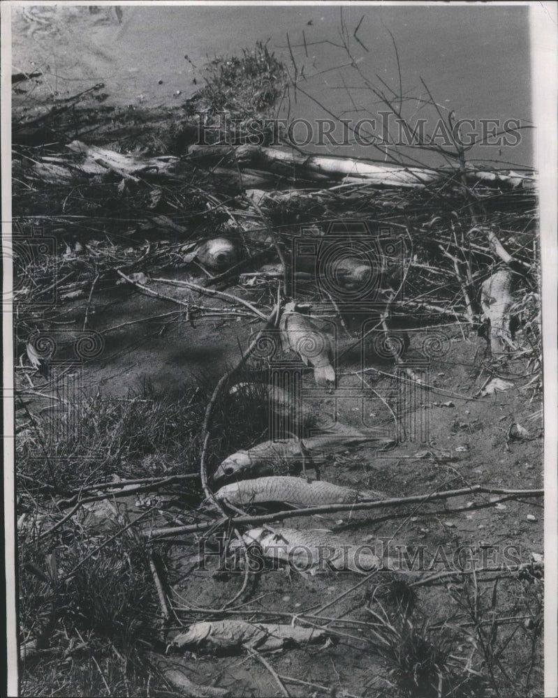 1970 Press Photo Skokie Lagoon Pollution Oxygen Dead - RRU78853 - Historic Images