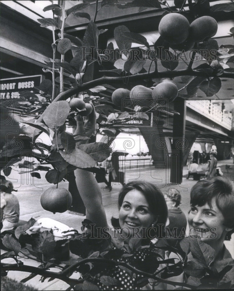 1968 O&#39;Hare International Airport Trees - Historic Images