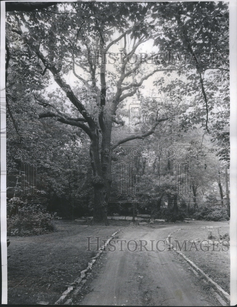 1971 Press Photo Burr oak 800 years old Mrs. Platt Park - RRU82195 - Historic Images