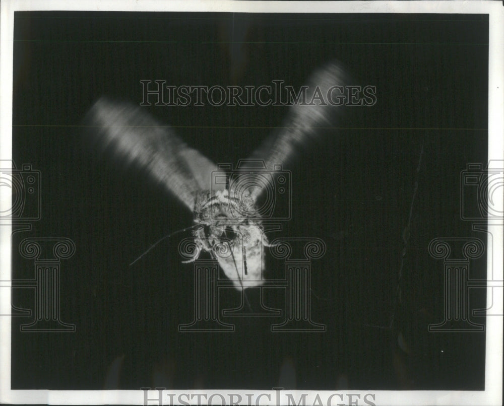 1973 Press Photo Tethered moths at Du Pont - RRU83205 - Historic Images