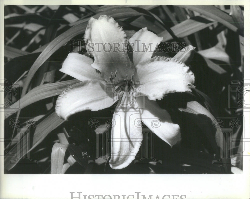 1984 Press Photo Morton Arboretum Flower Closeup - RRU83621 - Historic Images