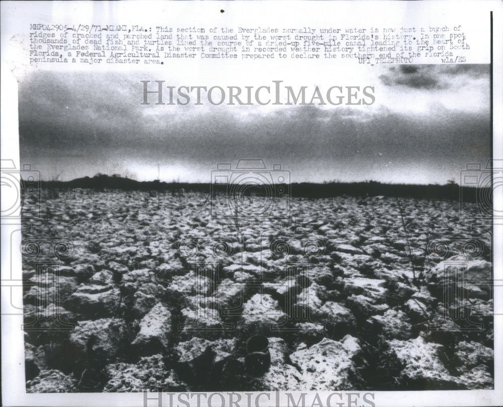 1973 Press Photo Section of everglades - Historic Images