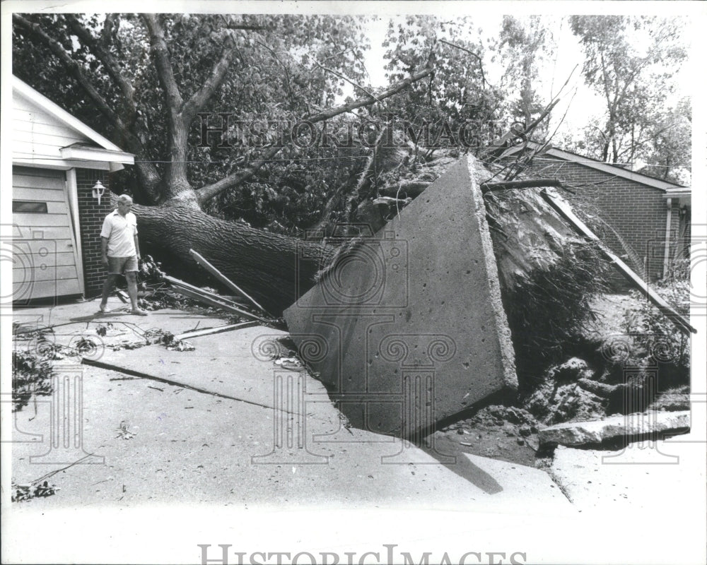 A huge tree believed to be 500 year old 1990 Orig Press - Historic Images