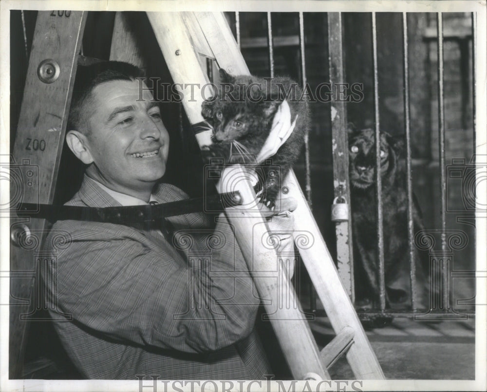 1963 Lincoln Park Zoo Lester Fisher Cat - Historic Images