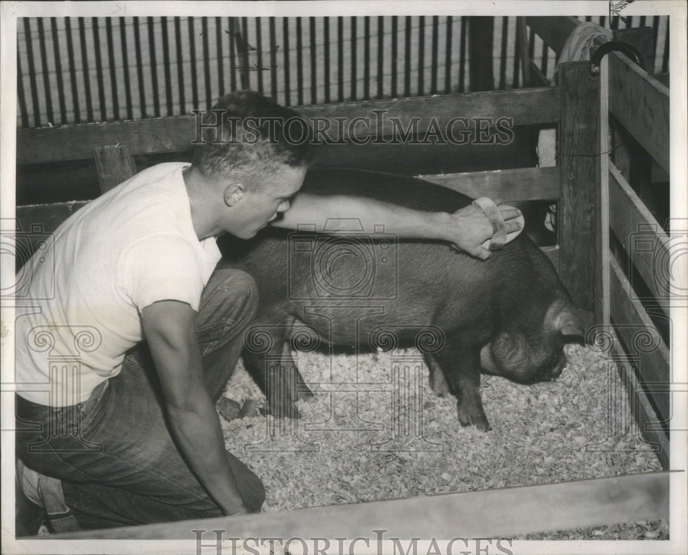 1951, Roger Hartman Duroc Breed Pig Big Red - RRU85849 - Historic Images