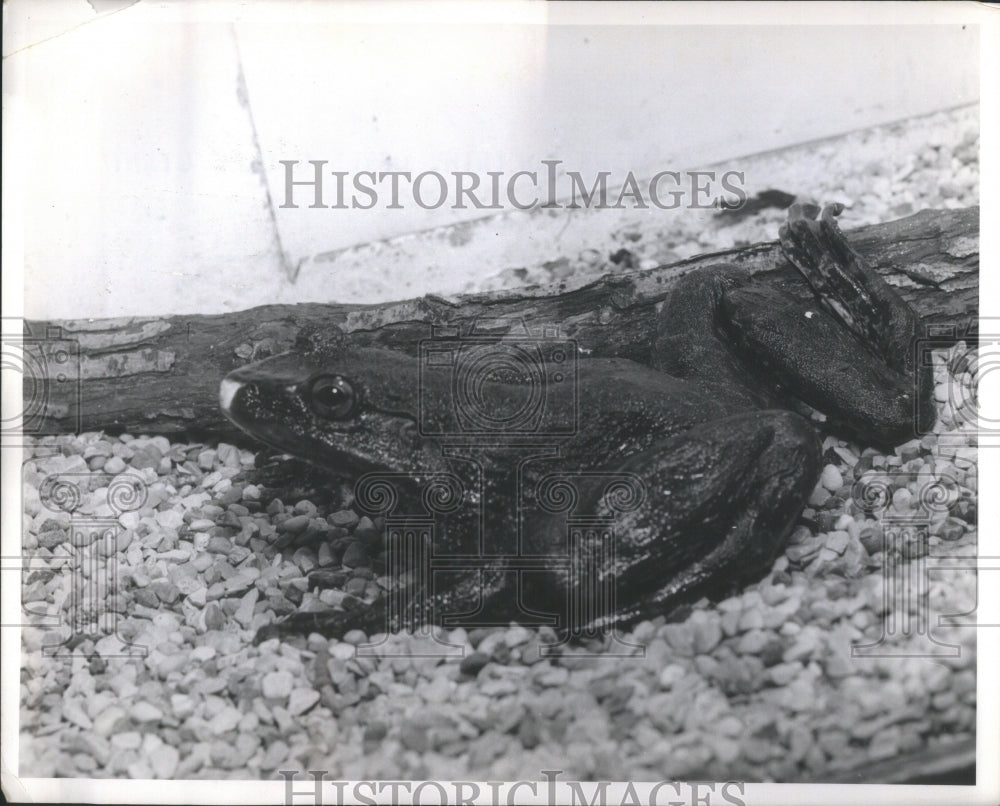 1963 Guliath Frog Ur Rana Black Animal Dark - Historic Images