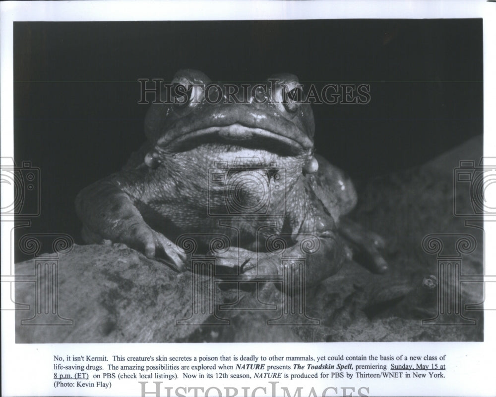 Press Photo Kermit Toadskin Spell Nature Saving Drugs - RRU86033 - Historic Images