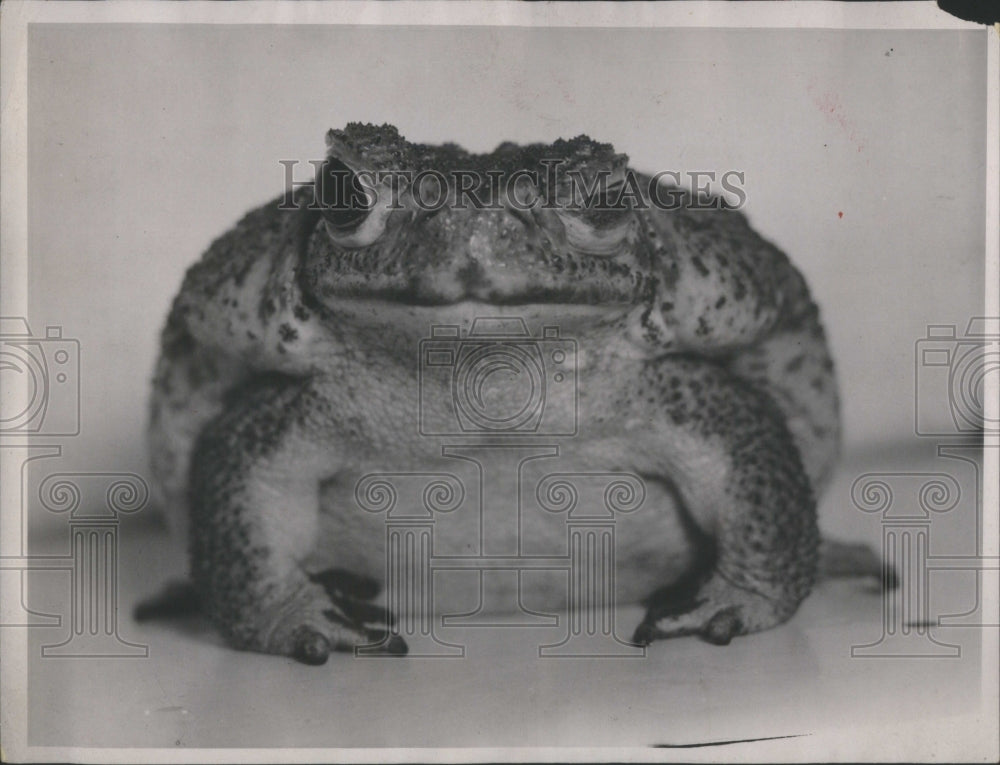 1990 Toad Frog Flies  - Historic Images