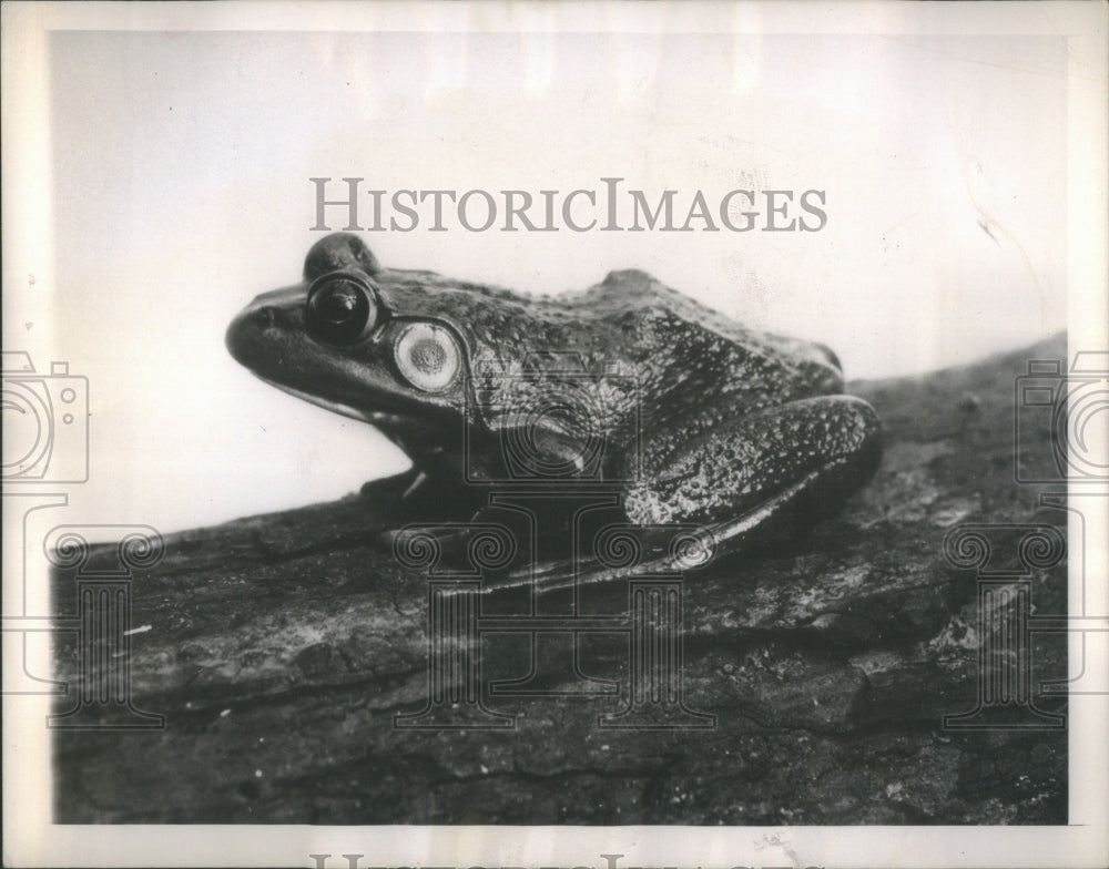 1944 Press Photo Bullfrog Bird amphibious water tank - RRU86041 - Historic Images