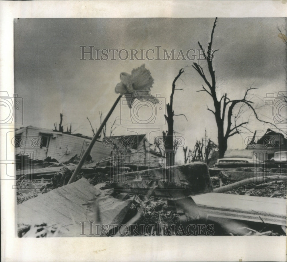 1965 Press Photo Russiaville Palm daffodil debris town - RRU86159 - Historic Images