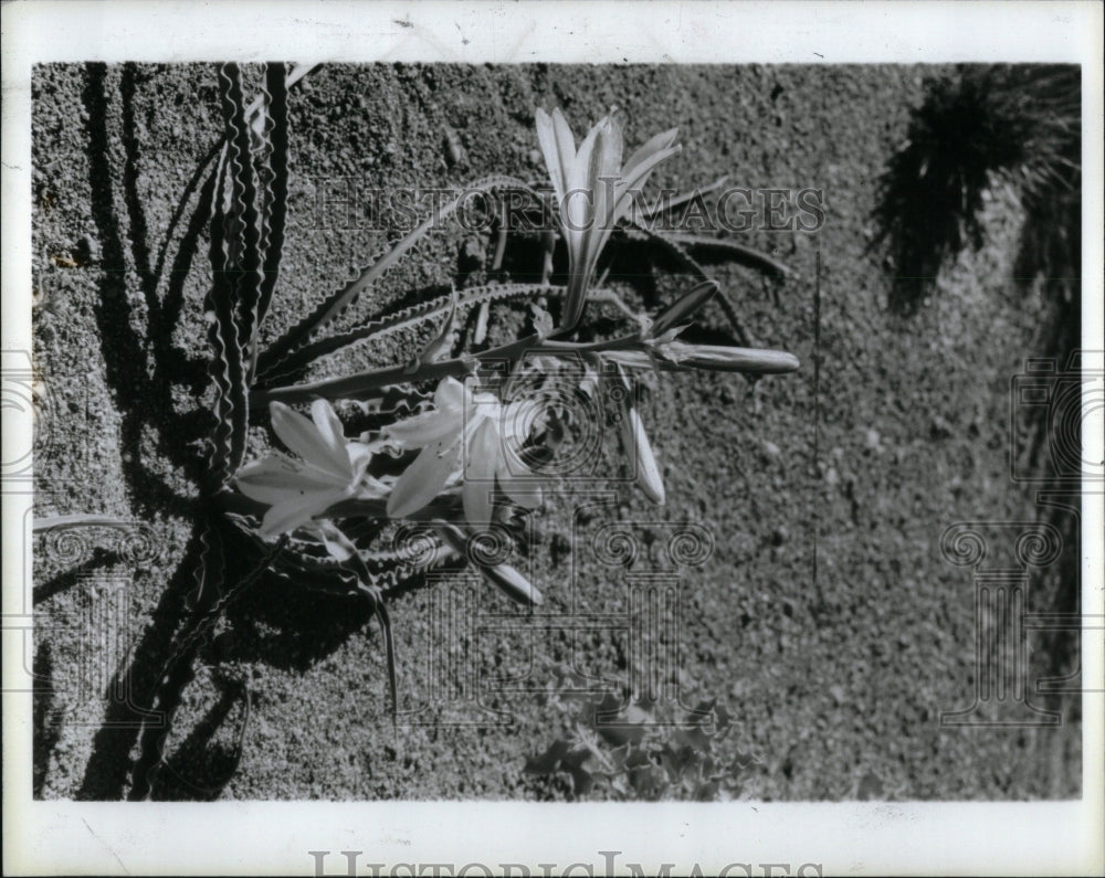 1985 Lily flowers in a desert - Historic Images