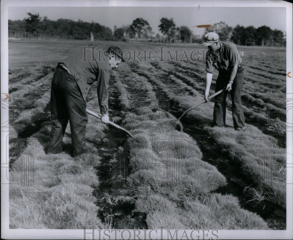 1950 People prying strip grass ~od Farm-Historic Images