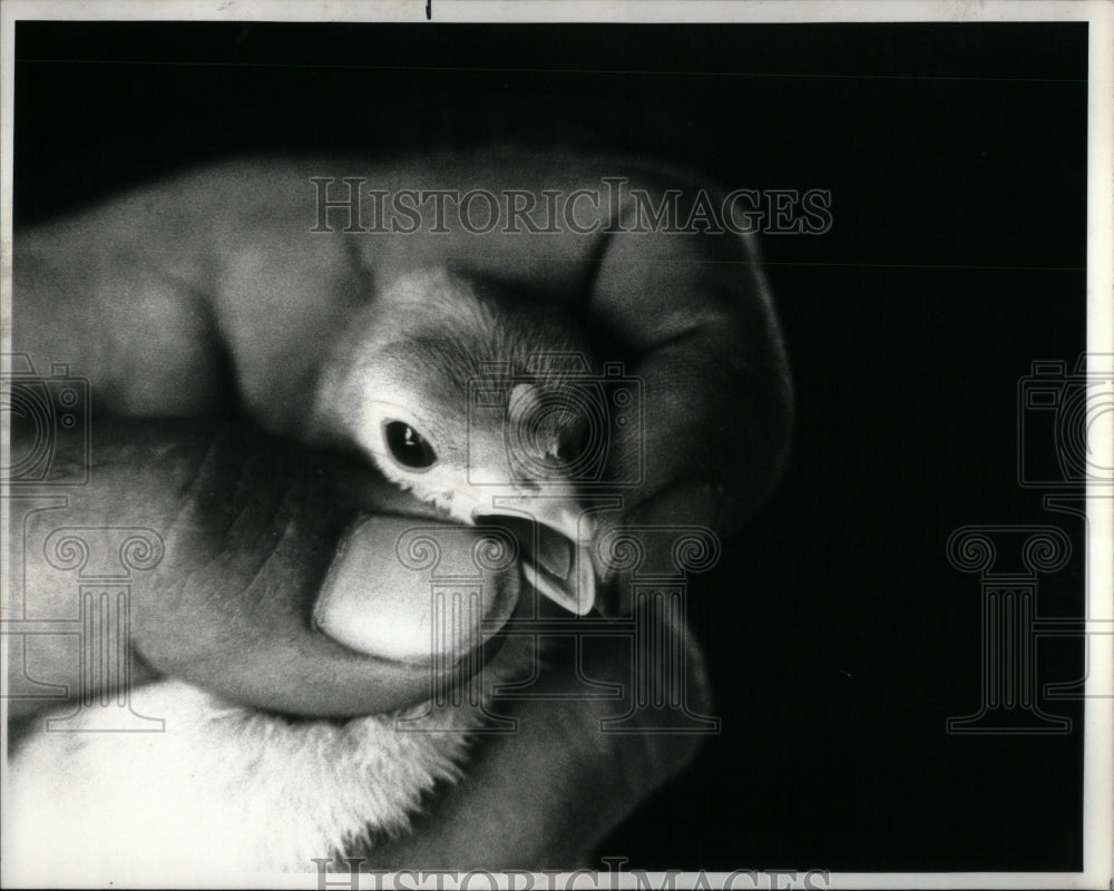 1978 Press Photo Turkey pictured Trimming beak beaker - RRU90937 - Historic Images