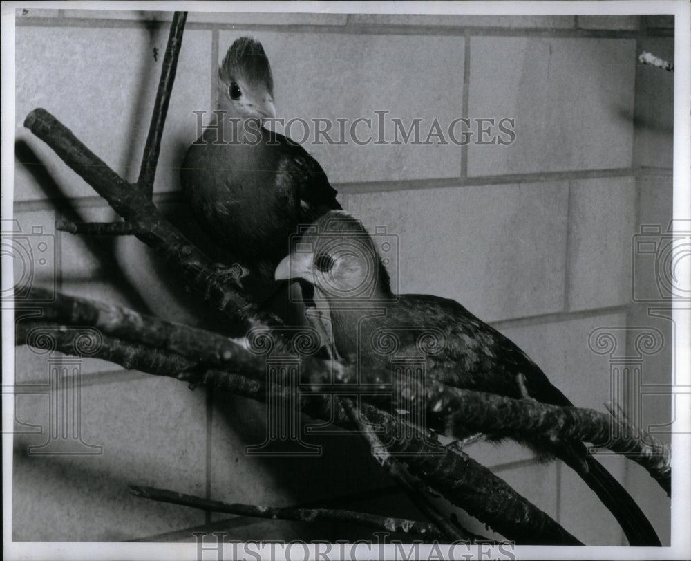 1959 Red crested touraco birds animal farm  - Historic Images