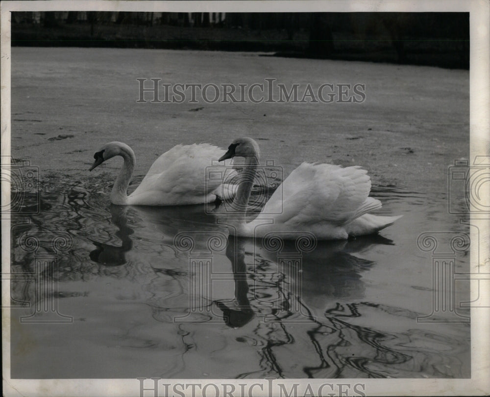 1952 Swans Glide Lazily Lagoons Ponds - Historic Images