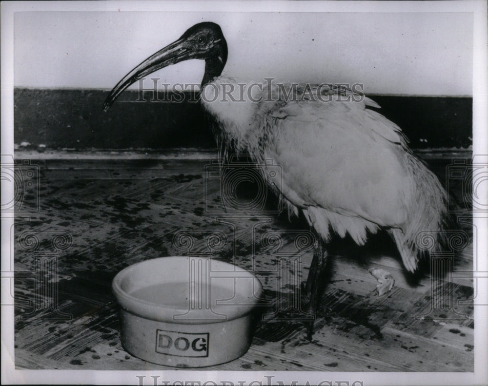 1954 Feathered Mystery Chambridge Ibis Bird - Historic Images