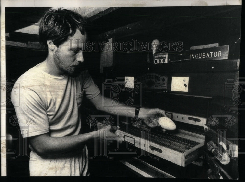 1978 Press Photo John Taapken Bird Eggs incubator nest - RRU90969 - Historic Images