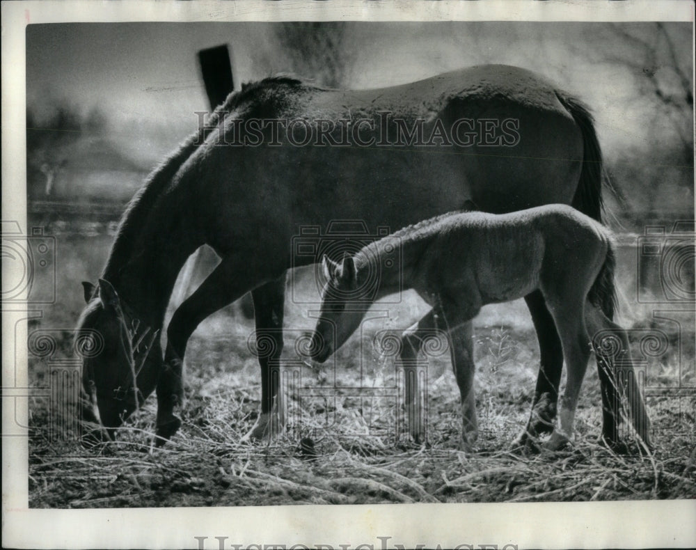 1980, Cool Spring Day Bonnie Fool Graze Acre - RRU91211 - Historic Images