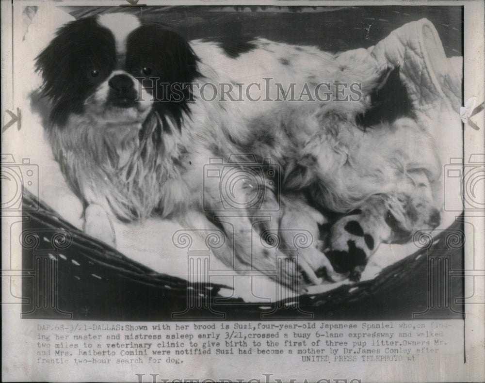 1954 Press Photo Suzi Japanese Spaniel mistress sleep - RRU93835 - Historic Images