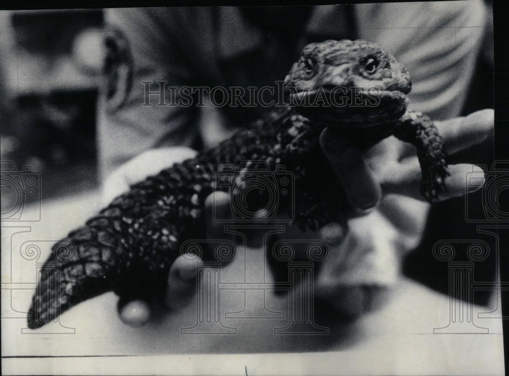 1976 Tiliqua rugosa stump-tailed skink - Historic Images