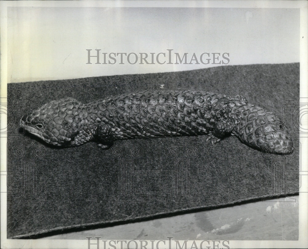 1975 Stump-Tailed Skink Lincoln Park Zoo - Historic Images