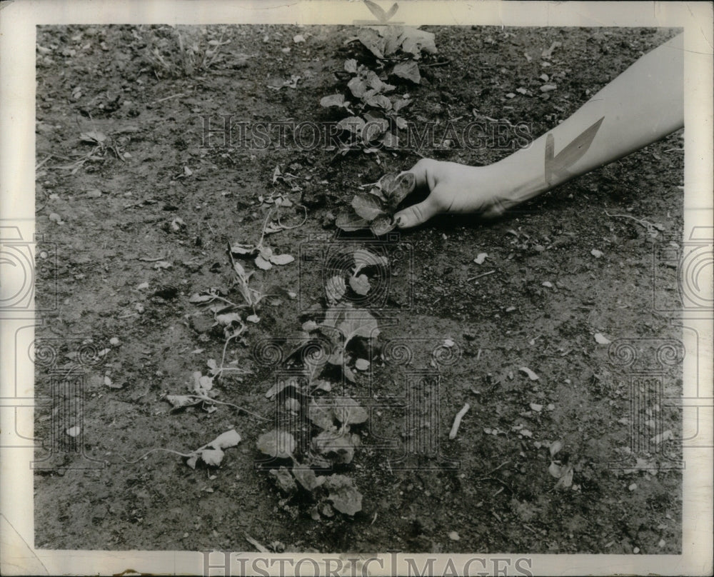 1957 Gardeining Techniques - Historic Images