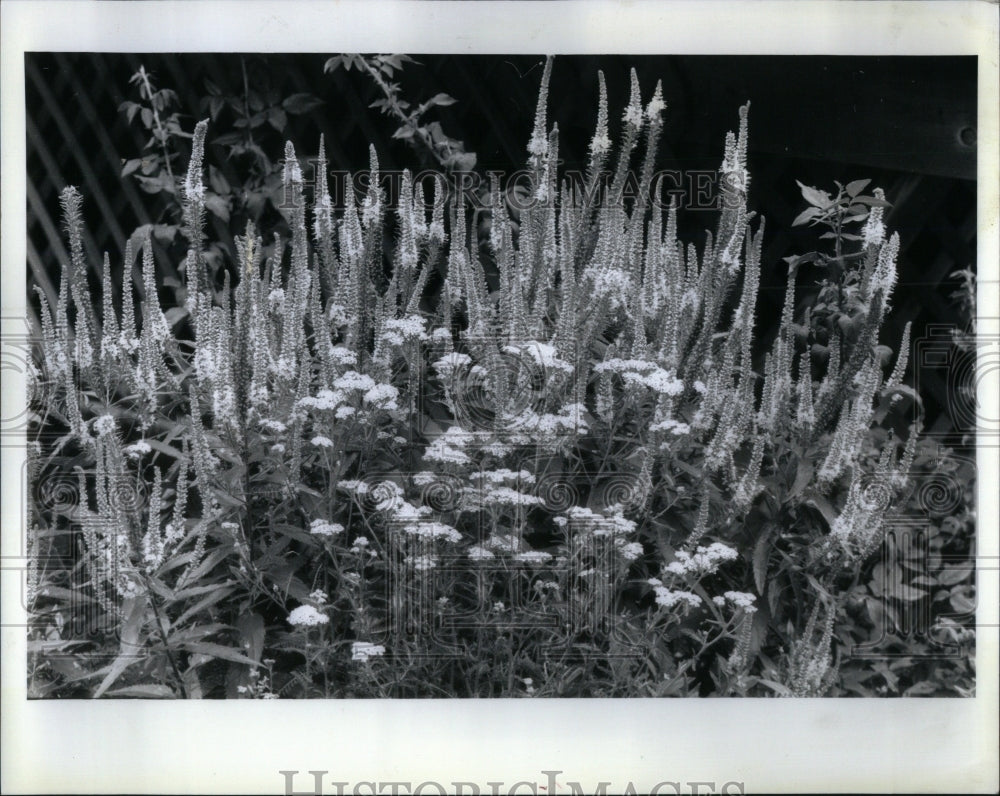 1989 Press Photo Barbara Butler Garden - RRU98211 - Historic Images