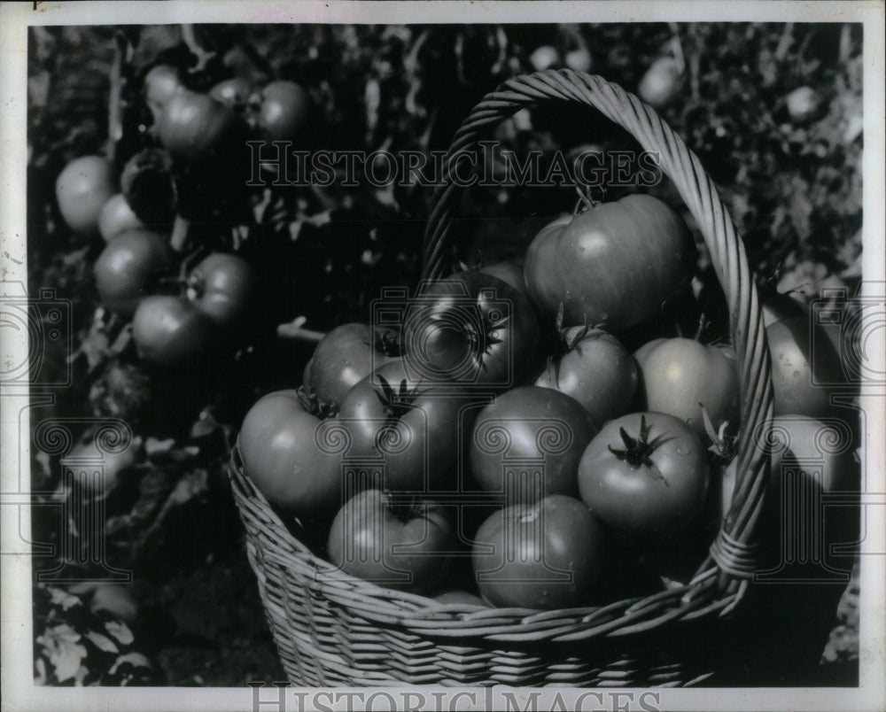 1987 Press Photo Tomatoes Beer Marigolds Tips Smarts - Historic Images