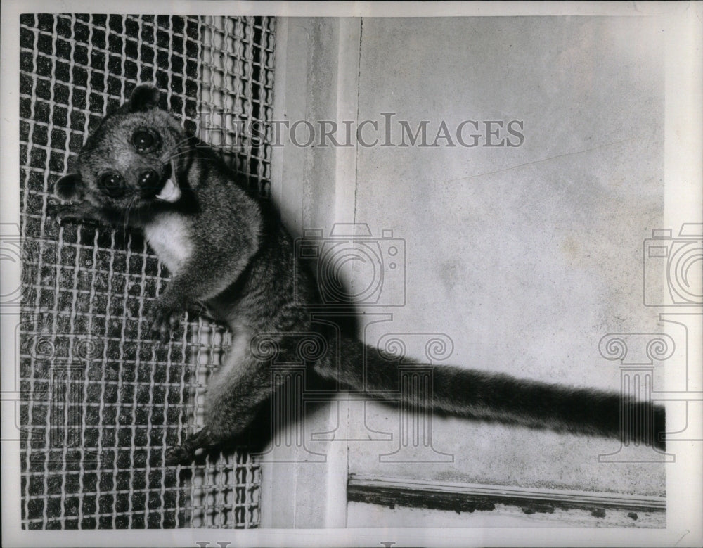 1956 Tailed Olingo Female First Kid Animal - Historic Images