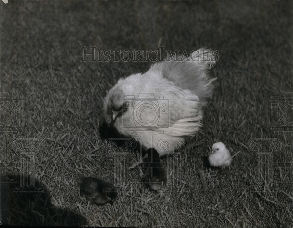 1946 Rare Chinese Chickens Feathers Fur - Historic Images