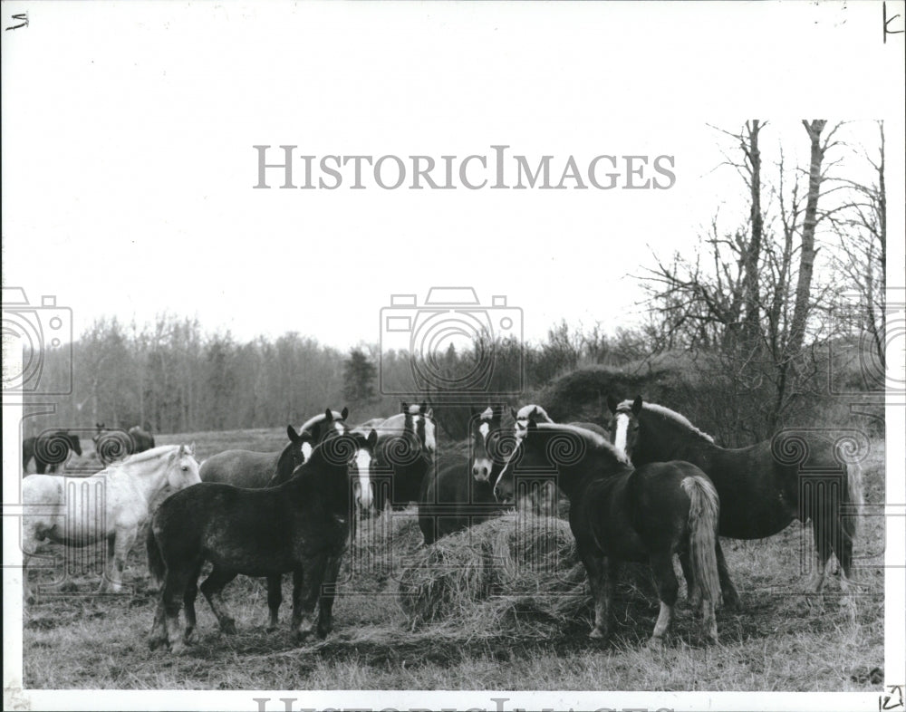 1991 Randy Hall Mackinac Island Carriage - Historic Images