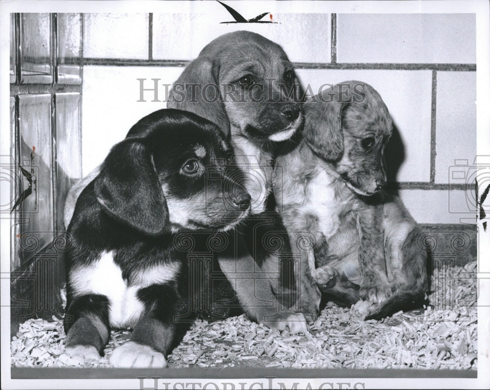 1966 Puppies Michigan Humane Society - Historic Images