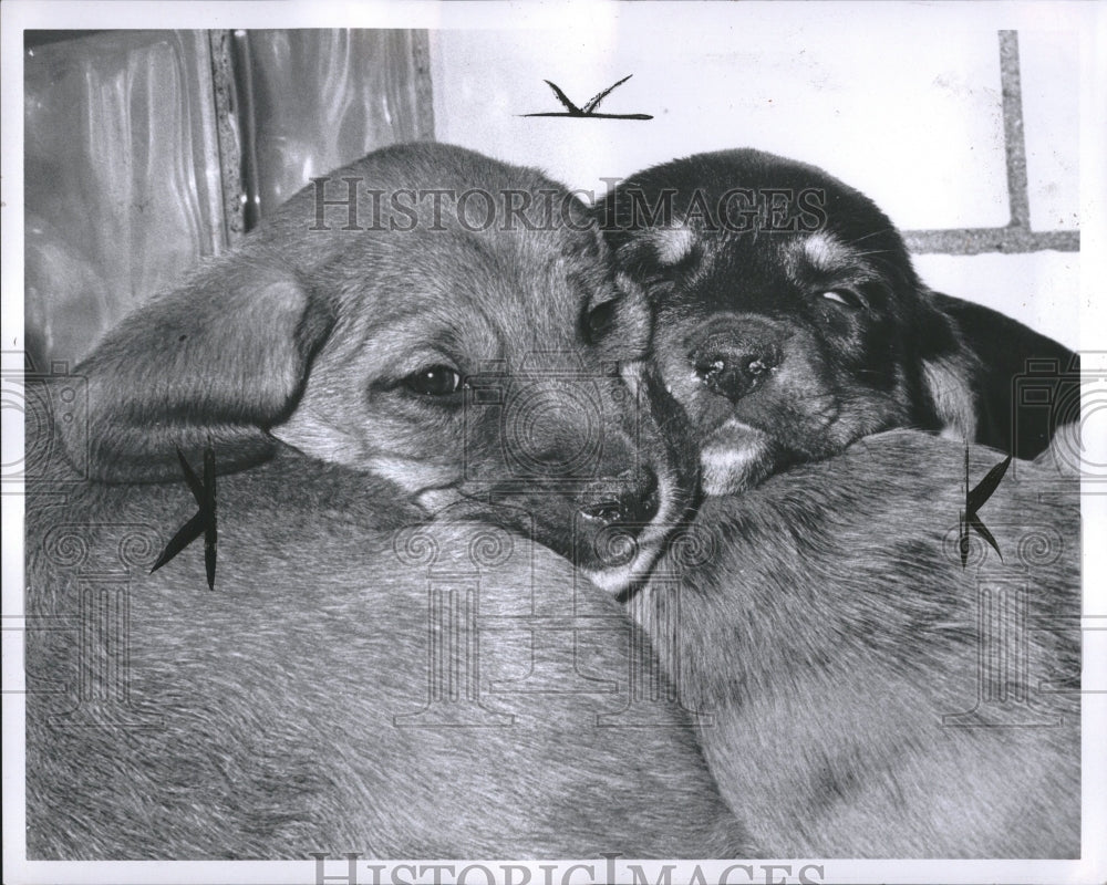 1966 Press Photo Michigan Humane Society puppies cute - RRV02229 - Historic Images