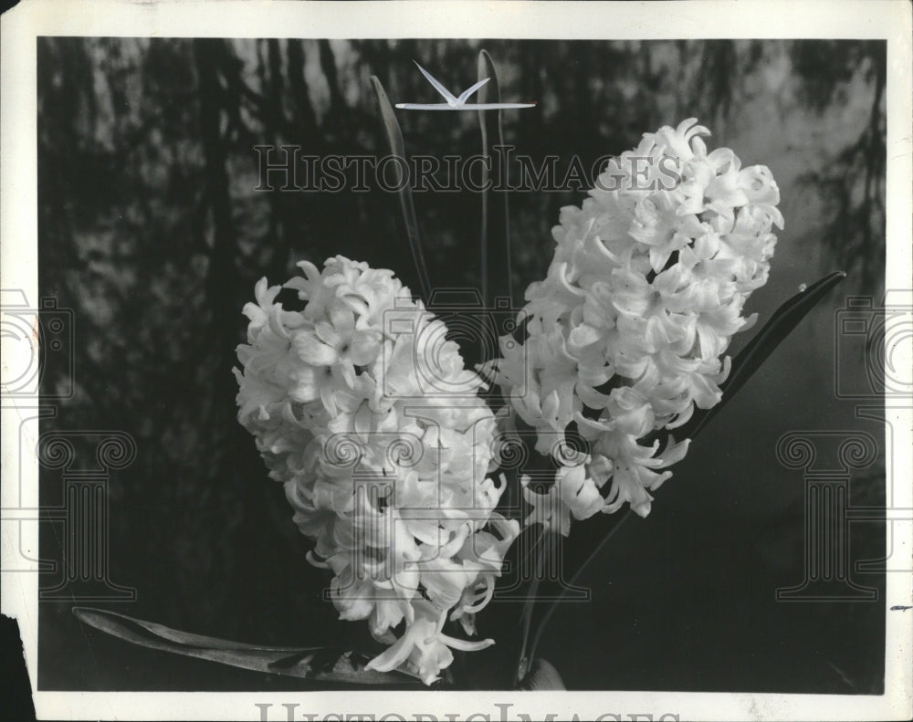 1966 Press Photo Hyacinths bulbous flowering plants - RRV02377 - Historic Images