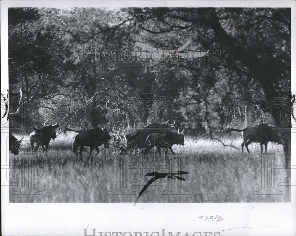 1967 Big Game Hunting - Historic Images