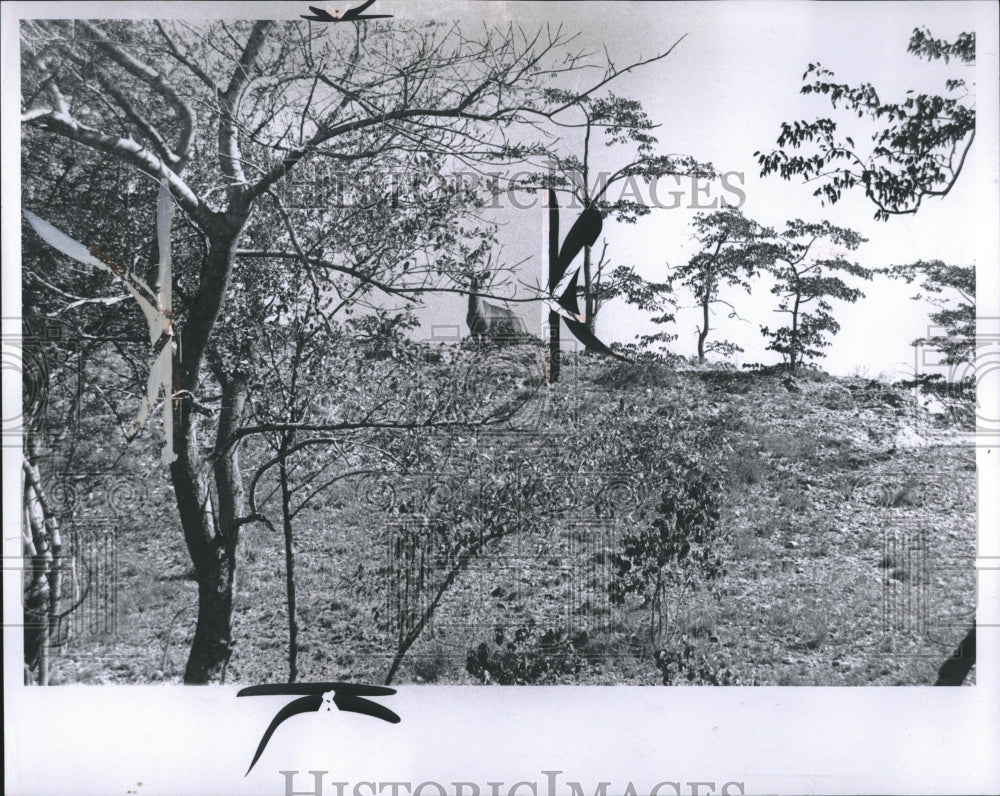 1965 A Large Deer Among Trees At Quarry - Historic Images