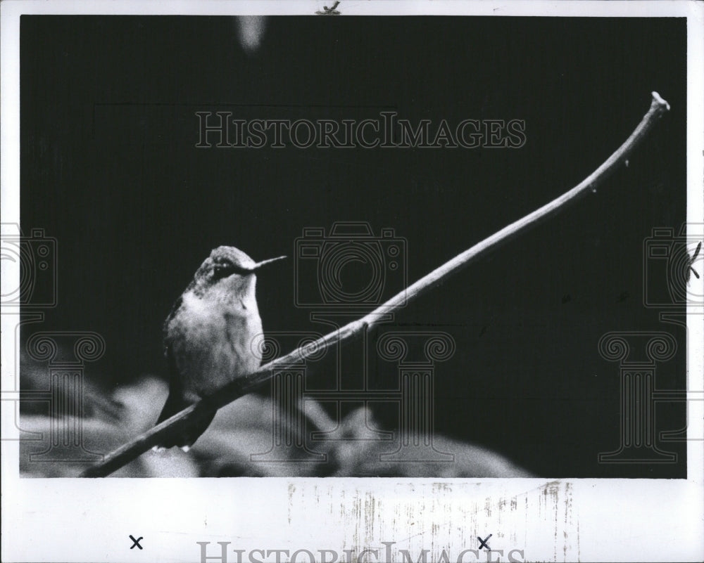 1977 Press Photo Hummingbird Ruby Throat - RRV02979 - Historic Images