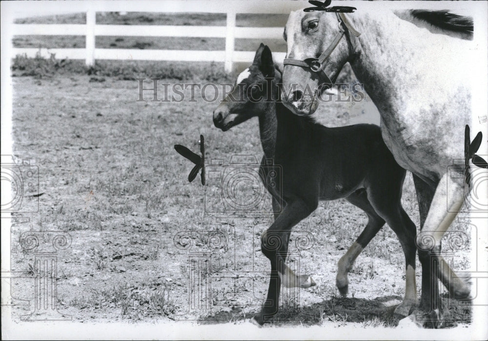 1973, colt mare horse paddock field - RRV03601 - Historic Images