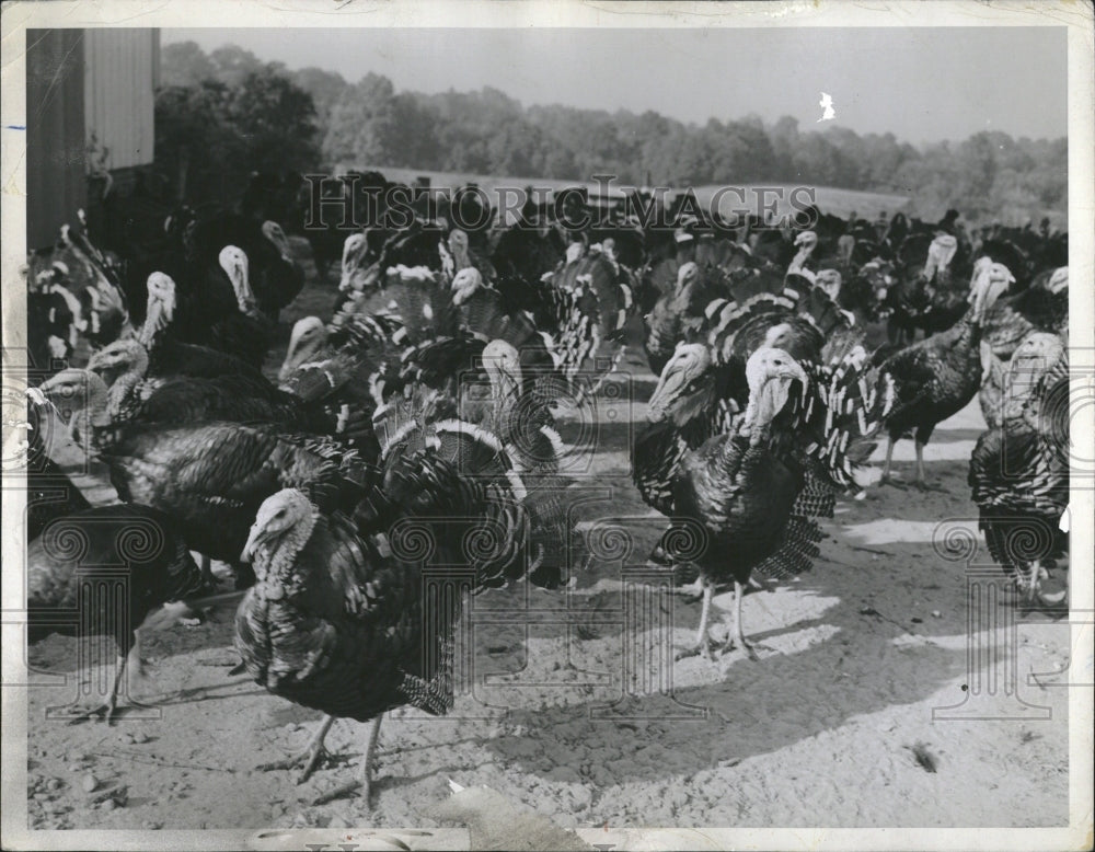 1963 Dozens Of Full Grown Turkeys At Farm-Historic Images